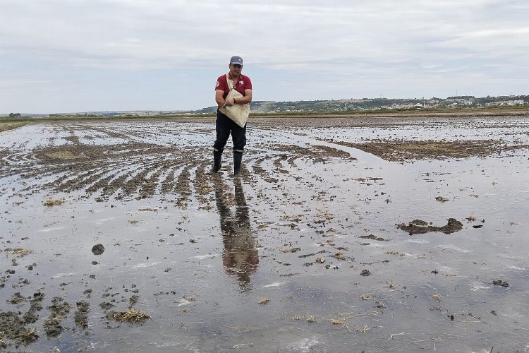 İpsala'da çeltik ekimi tamamlanıyor... Pirinç ihtiyacının yüzde 41'ini karşılayacak
